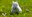 bunny.jpg